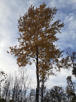 Schmeekle Fall Birch Schmeekle Fall Birch
