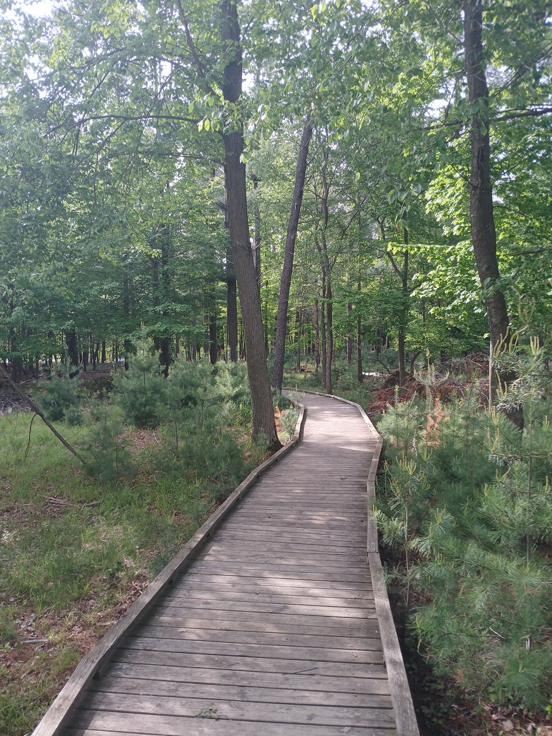 Path at Schmeekle Path at Schmeekle