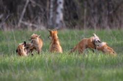 Brook Burling "Fox Family Fun"