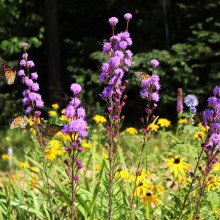 Flutterbye Flowers -- Denise Larson