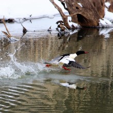 Take Off -- Penny-Jo Quinnell