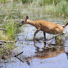 Beaver Dam Crossing -- Robert Cline