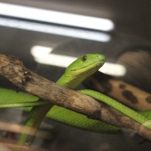 Charles Shaw "The Greenest Snake"