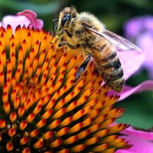 Jim Canales "Encouraging Pollinators"