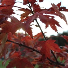 Abbie Stoflet "Wisconsin Fall Beauty"