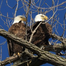 Bob Stoil "A Pair of Bald Eagles"