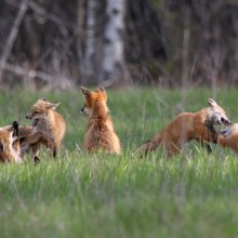 Brook Burling "Fox Family Fun"