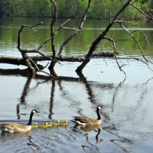 Janet Roehl “Geese and Goslings”