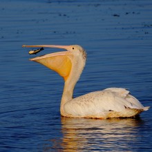 Jerry Molski "American White Pelican"