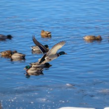 Meghan Weber "A Couple of Mallards"