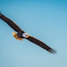Michael Podawiltz "The Majestic American Eagle"