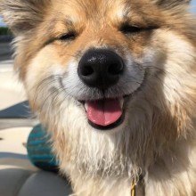 Michele Ballew "Whiskey the Shiba Inu Enjoying an Afternoon on the Wisconsin River"