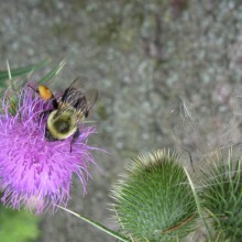 Stephanie Bishop "Bee on Thistle"