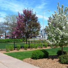 The WoodTrust / Bell Foundation Garden, an extension of the Youth Services Room. It is a Monarch Waystation.